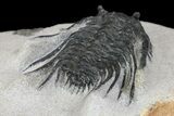 Spiny Leonaspis Trilobite - Morocco #139649-1